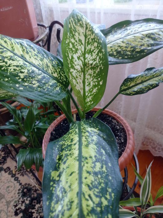 Дифінбахія.      Легка в догляді.