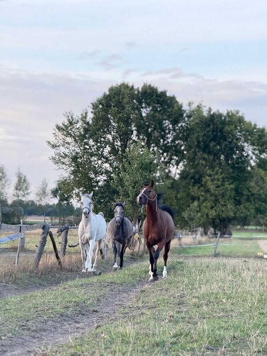 Ogier arabski arab 3, 4 lata gniady siwy