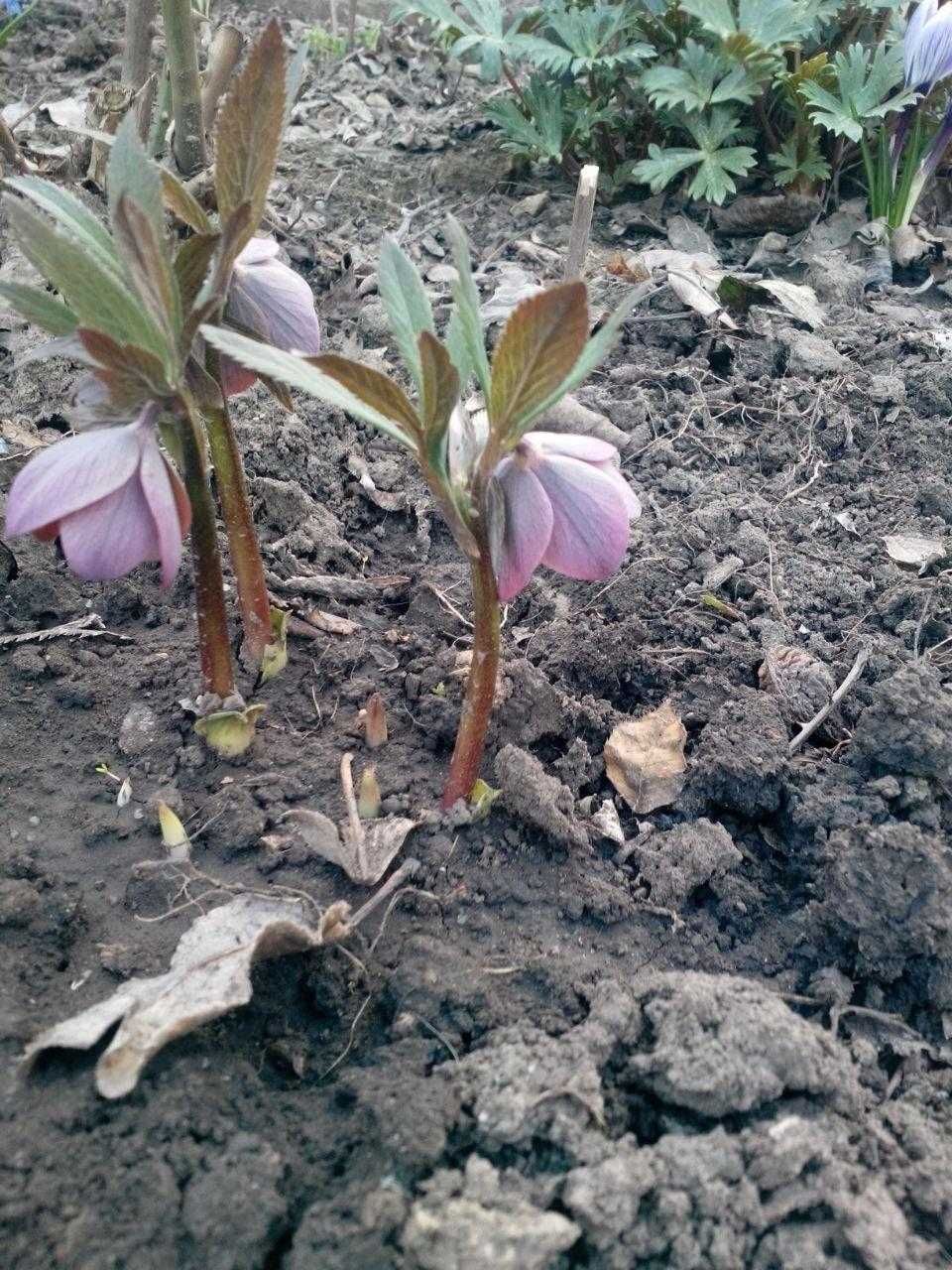 Морозники -4 сорта-отличное украшение сада