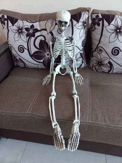 Скелет человека 90 см. Анатомические кости. Череп человеческий