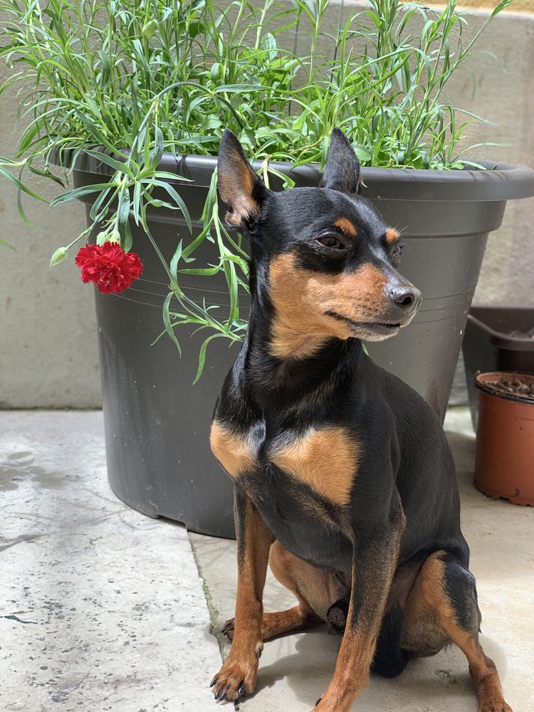 Procura-se Cadela Pinscher Miniatura para cruzar / acasalar