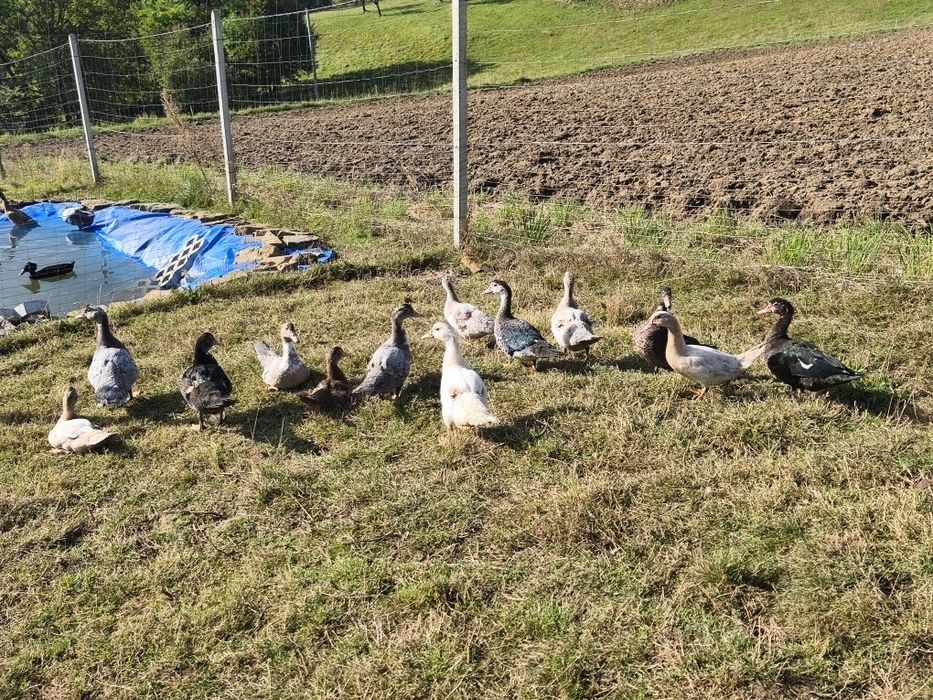 Sprzedam młode kaczki/kaczory