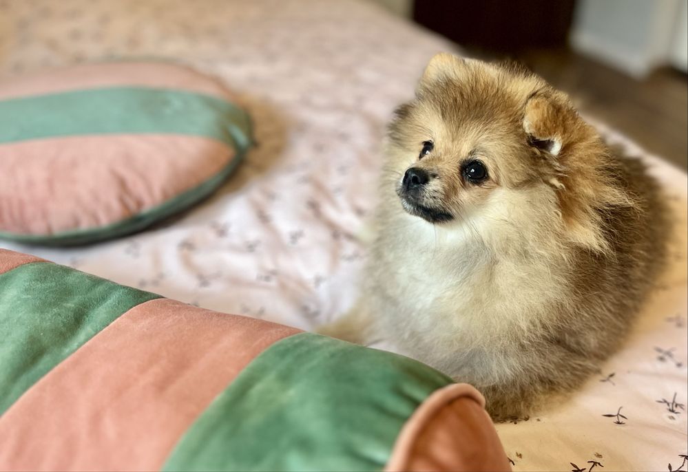 Pomeranian szpic miniaturowy suczka Ava przepiekny miś