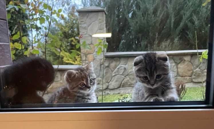 Продам 3 висловухих котики (2 котики і кішка прямовуха).