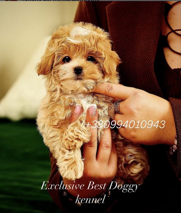 Ексклюзивні малята - цуценята. Мальтіпу ф1.  Темна карамель, брауні