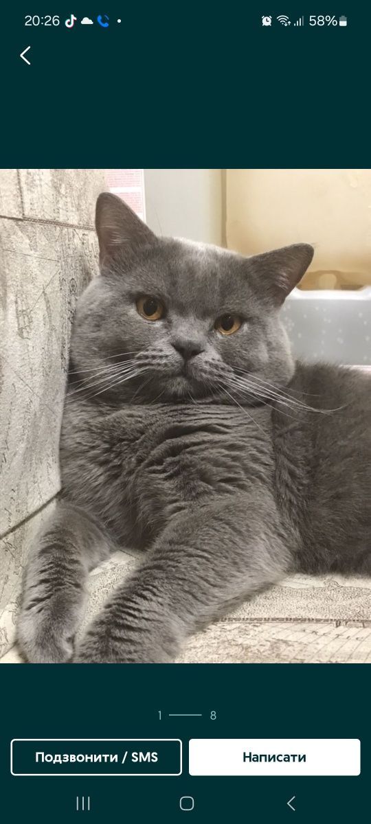 Кошенята шотландські висловухі, прямовухі Scottish Fold та Straight