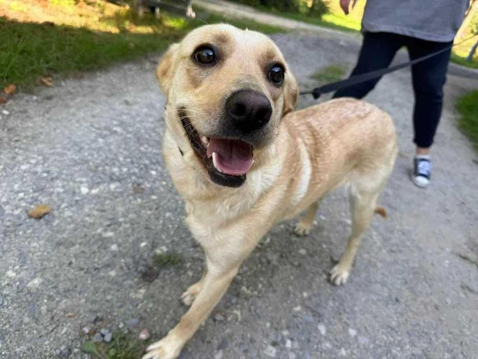 Hortensja- mini labrador do adopcji