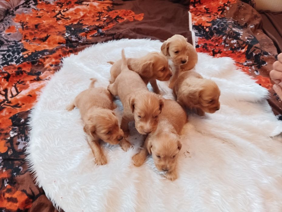 Witam mam do sprzedania piękne pieski Cocker spaniel