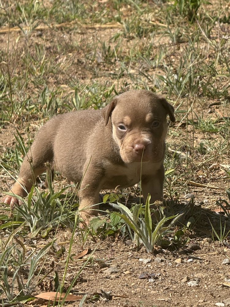 American Bully XL