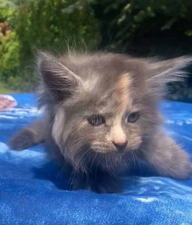 Maine Coon -Niebieska  Dymna Szylkretka!