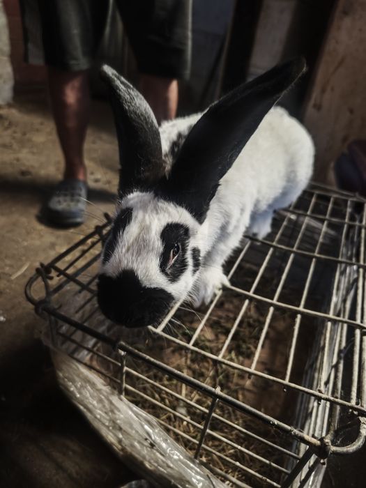 Sprzedam srokacze niemieckie