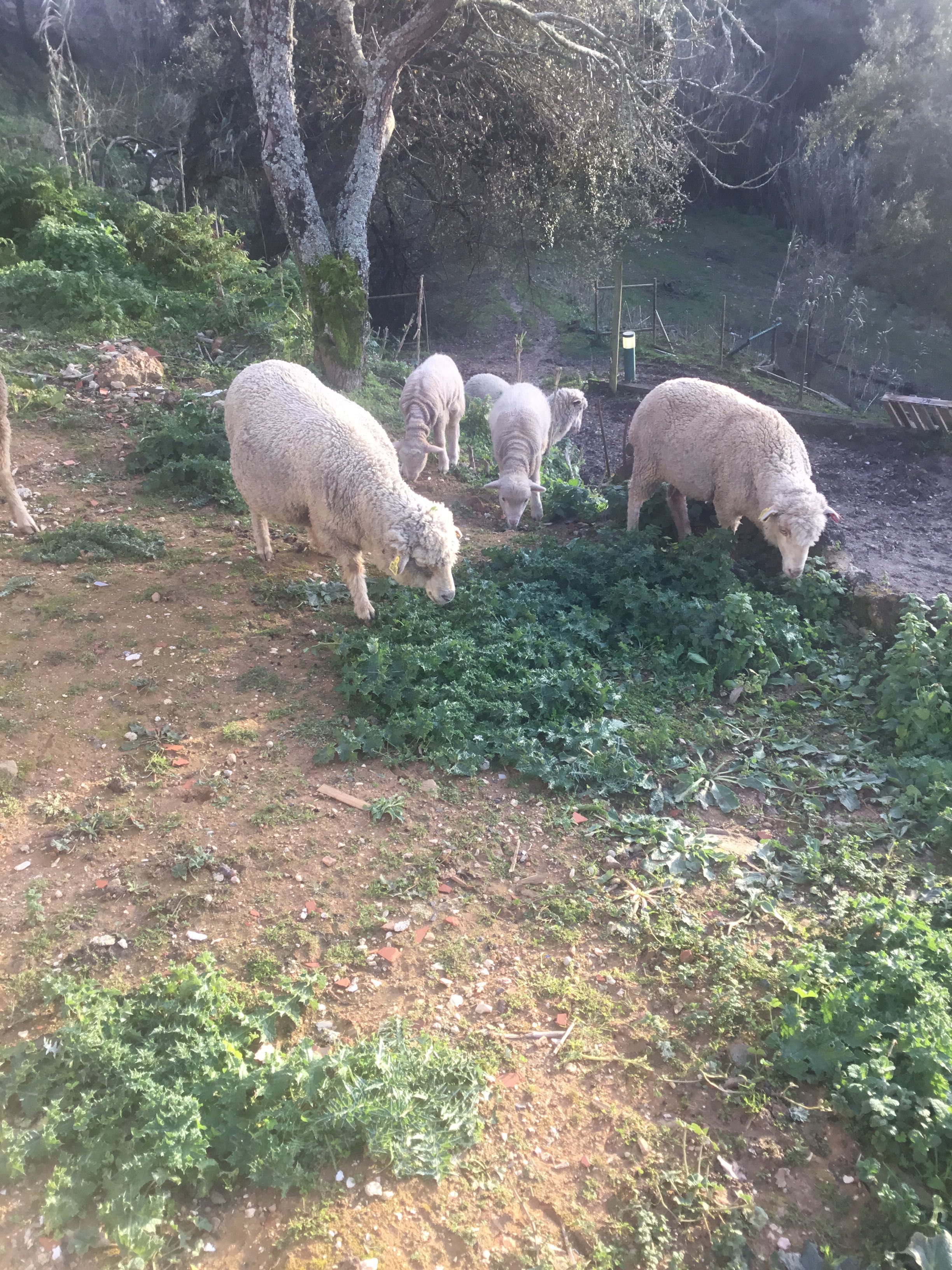 Vende pequeno rebanho de ovelhas merino