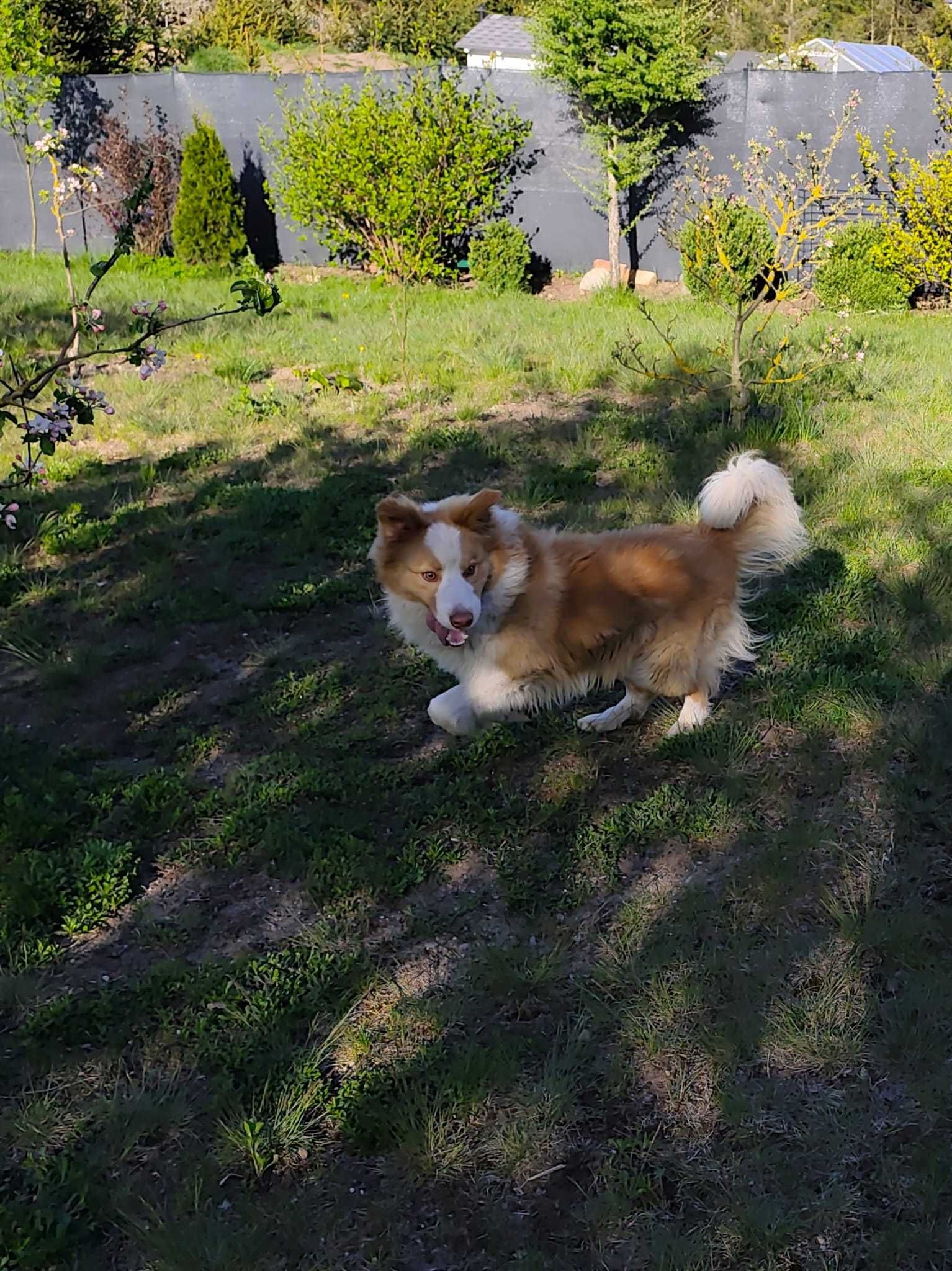 Border Collie ee red