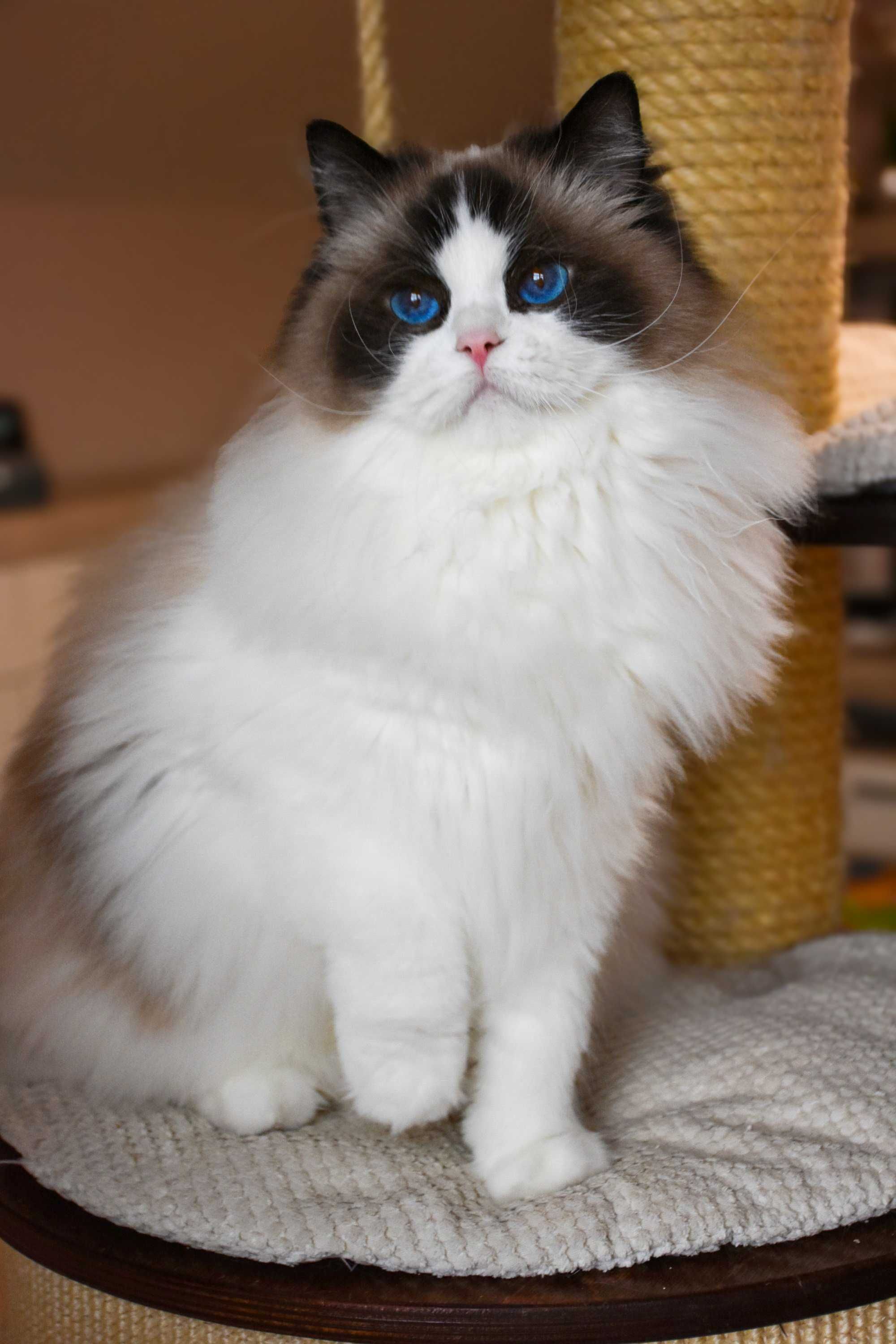 Urocza koteczka ragdoll