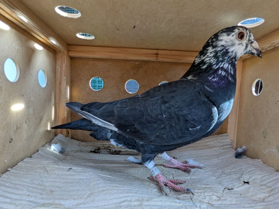 Gołębie pocztowe Tygrysy