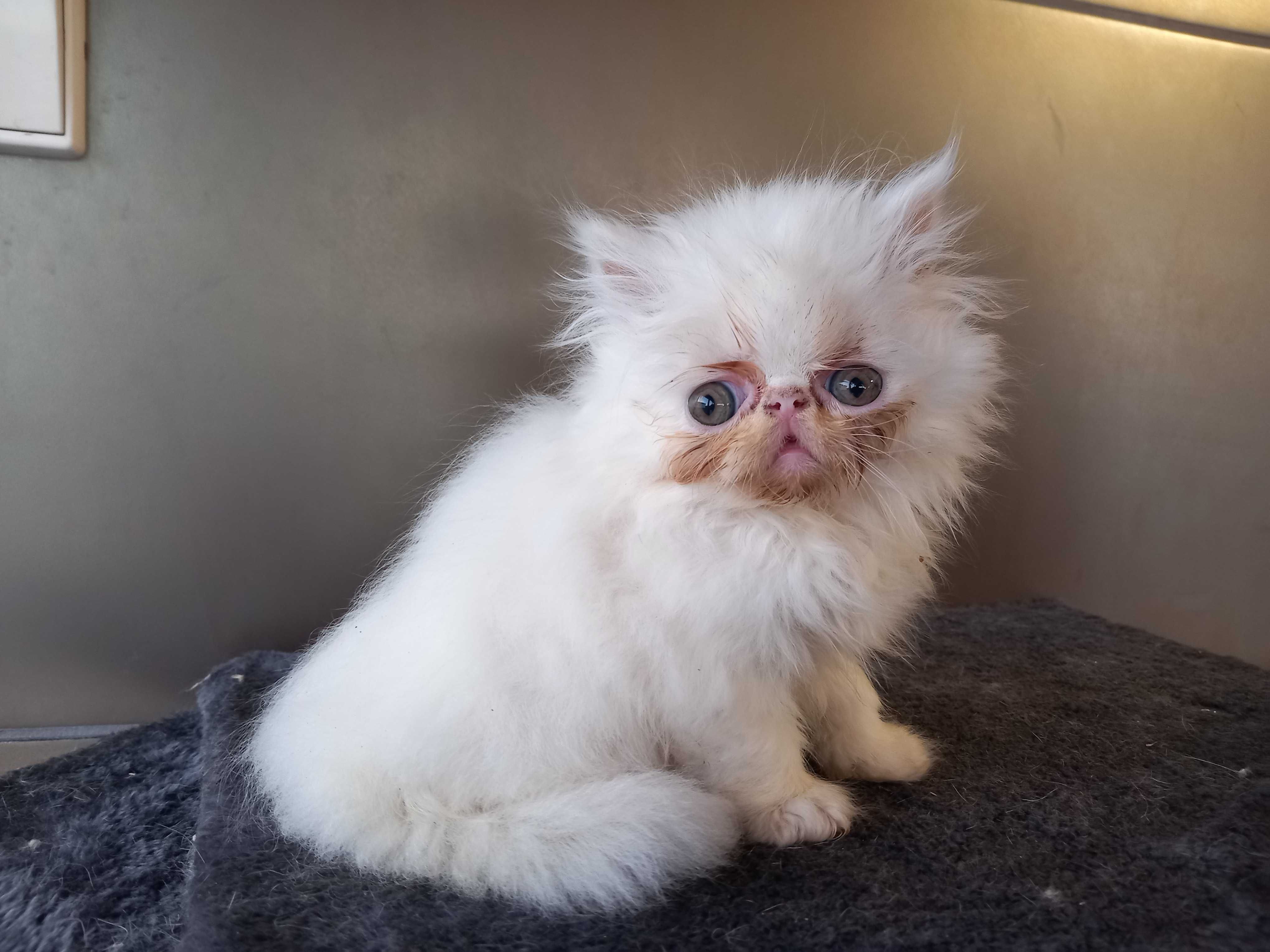 Gatinho Persa Fofo