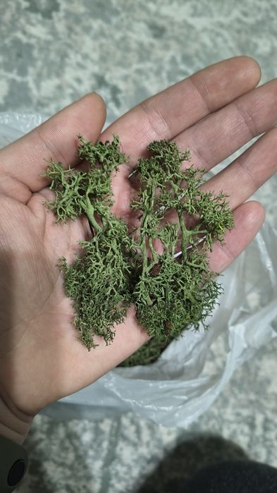 Ściółka mchu norweskiego chrobotek dark green