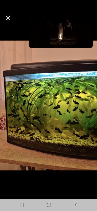 Sprzedam Malinezje czarne