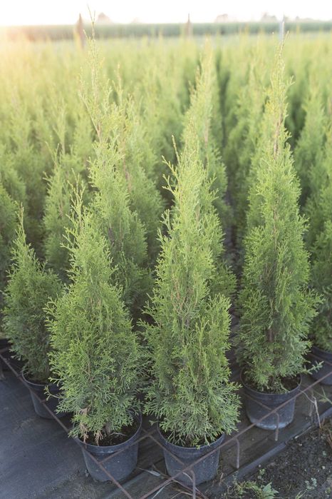 Tuja Tuje Thuja Szmaragd 75-85 cm. PRODUCENT, DOSTAWA GRATIS