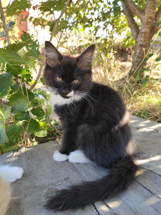 Котики котята 2 месяца