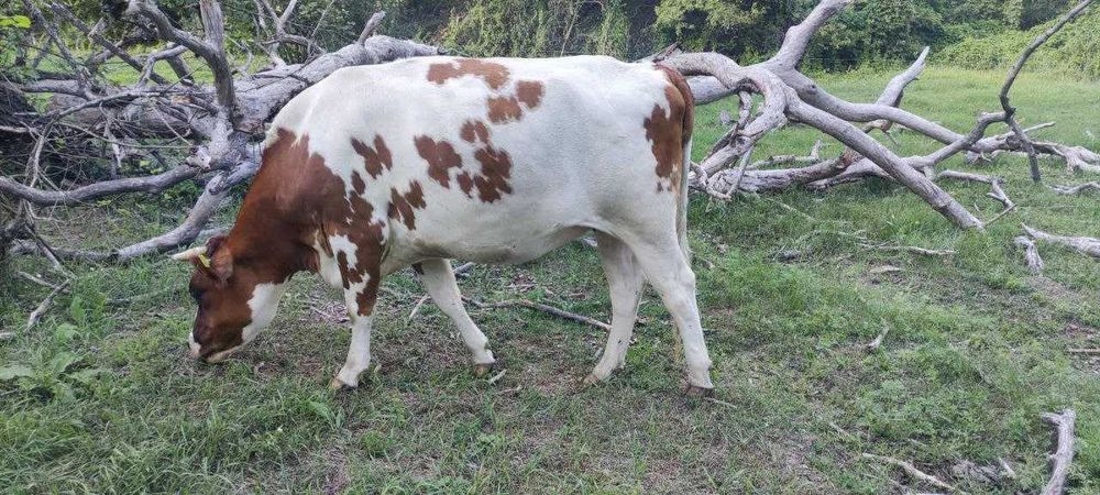 Тілььні телиці 500-600 кг живою вагою від високопродуктивних корів