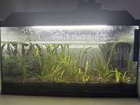 Aquario para peixes 55L