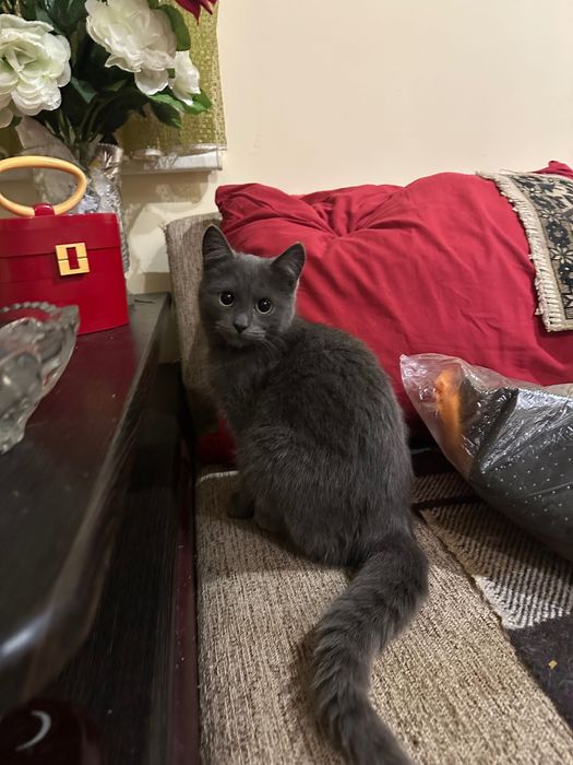 Кошечка, 3,5 мес ищет дом! Котенок отдам