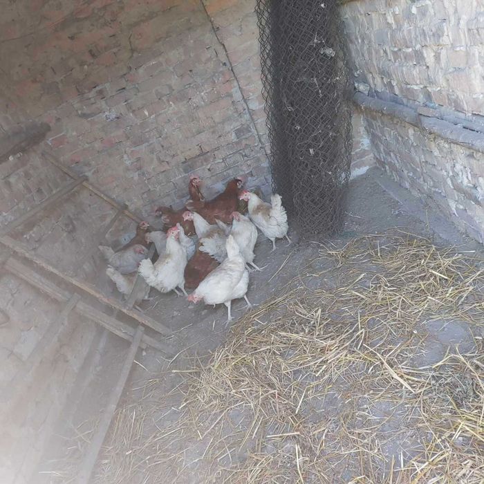 Jajka "wiejskie" kurze,lilipucie,kacze i czasami gęsie.Szczekociny;