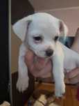 Do adopcji pieski