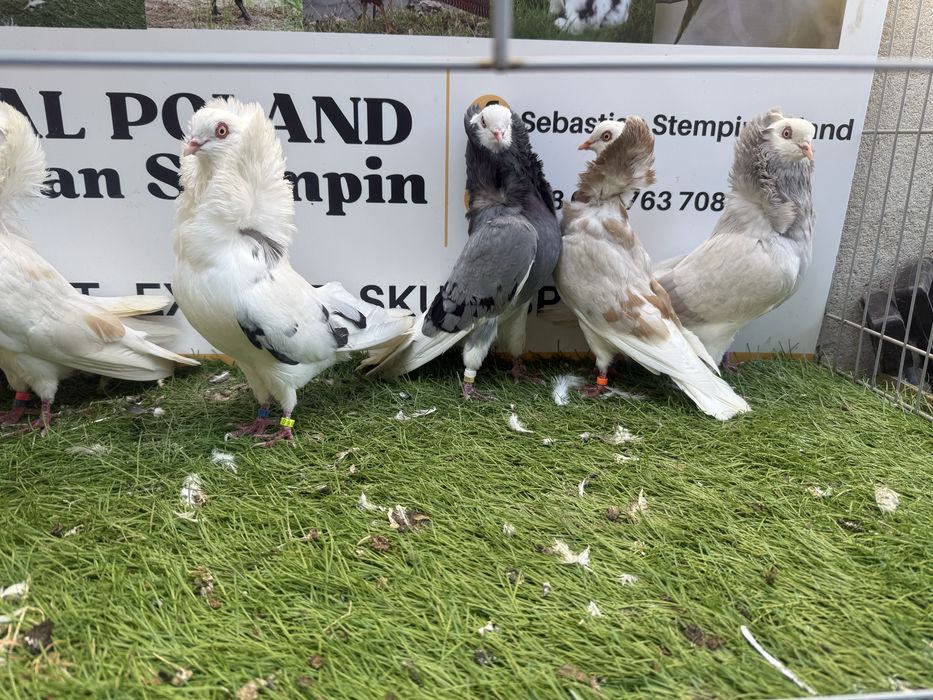 Gołębie. Kapucyn. Kapucyny. Możliwy transport