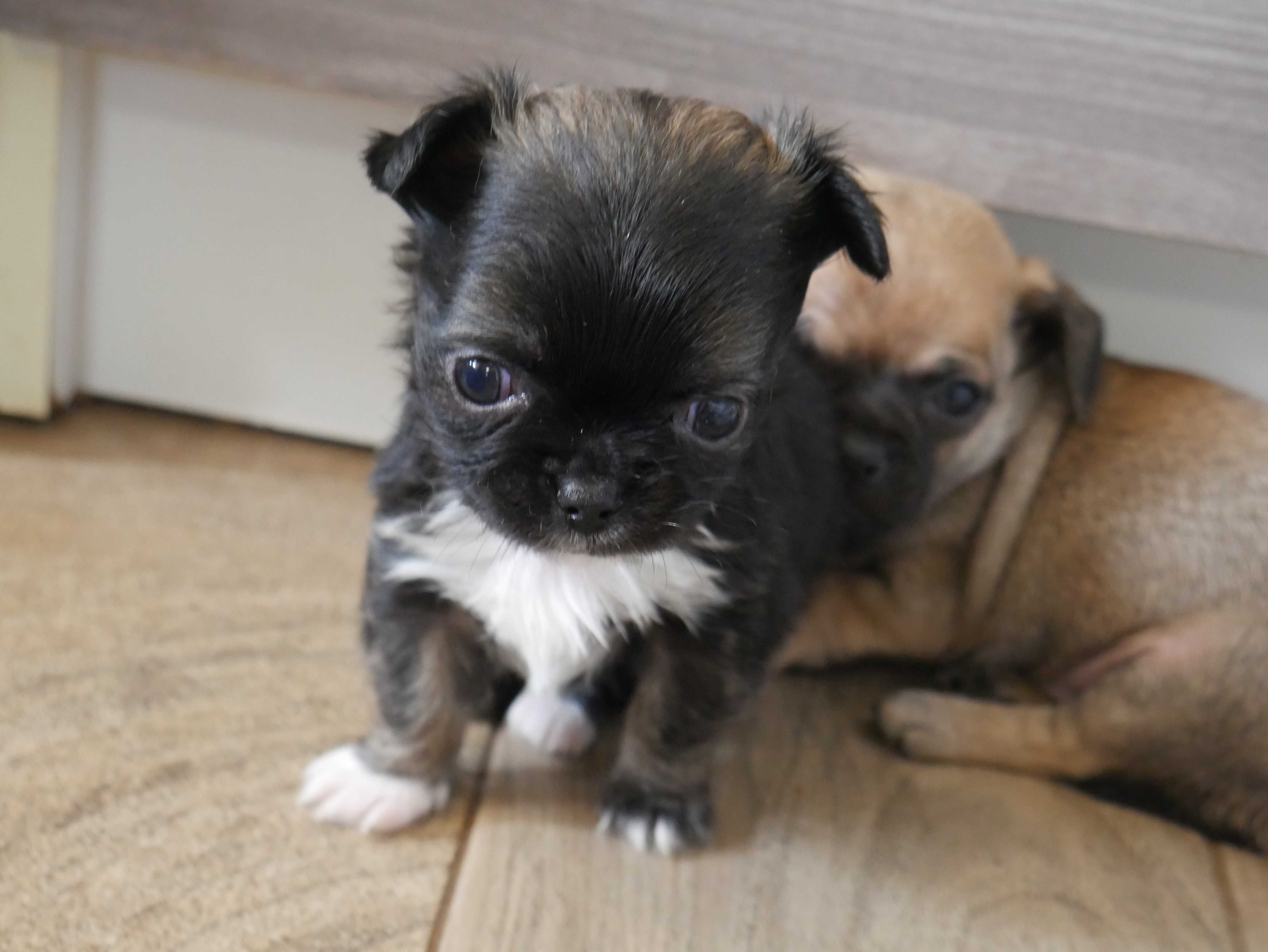 Chihuahua -mikro XXS