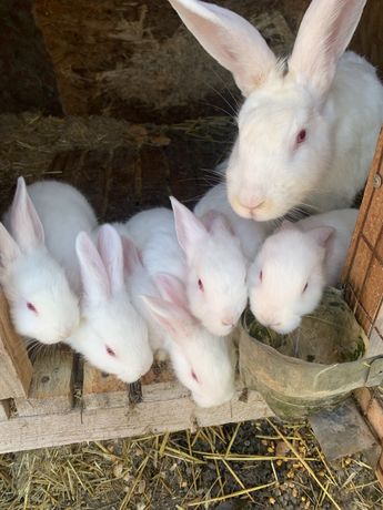 Продам кроликів панонів
