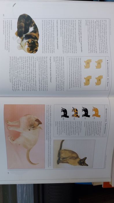 O Livro Gigante do Gato