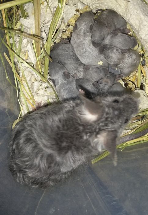 Декоративні мишки тексель