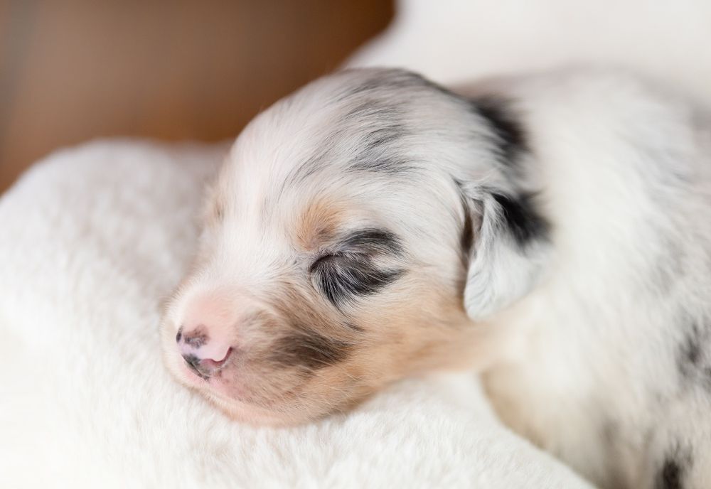 Owczarek australijski (typ amerykański) - Piesek Blue Merle