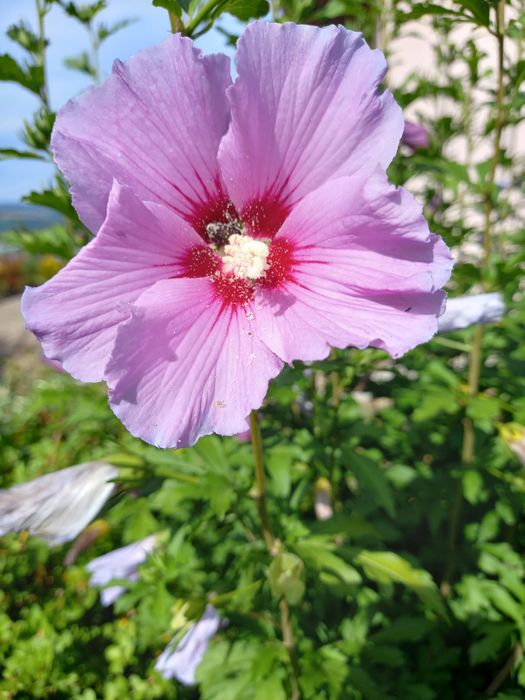 Sadzonki hibiskusa