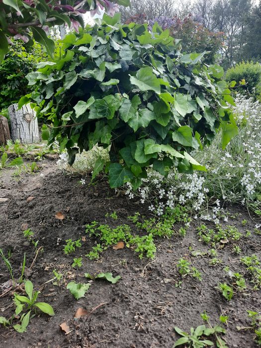 Плющ     уличный