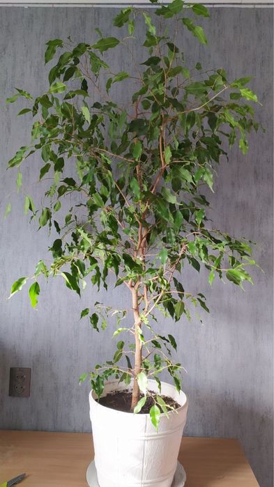 Фикус Бенджамина 110 см