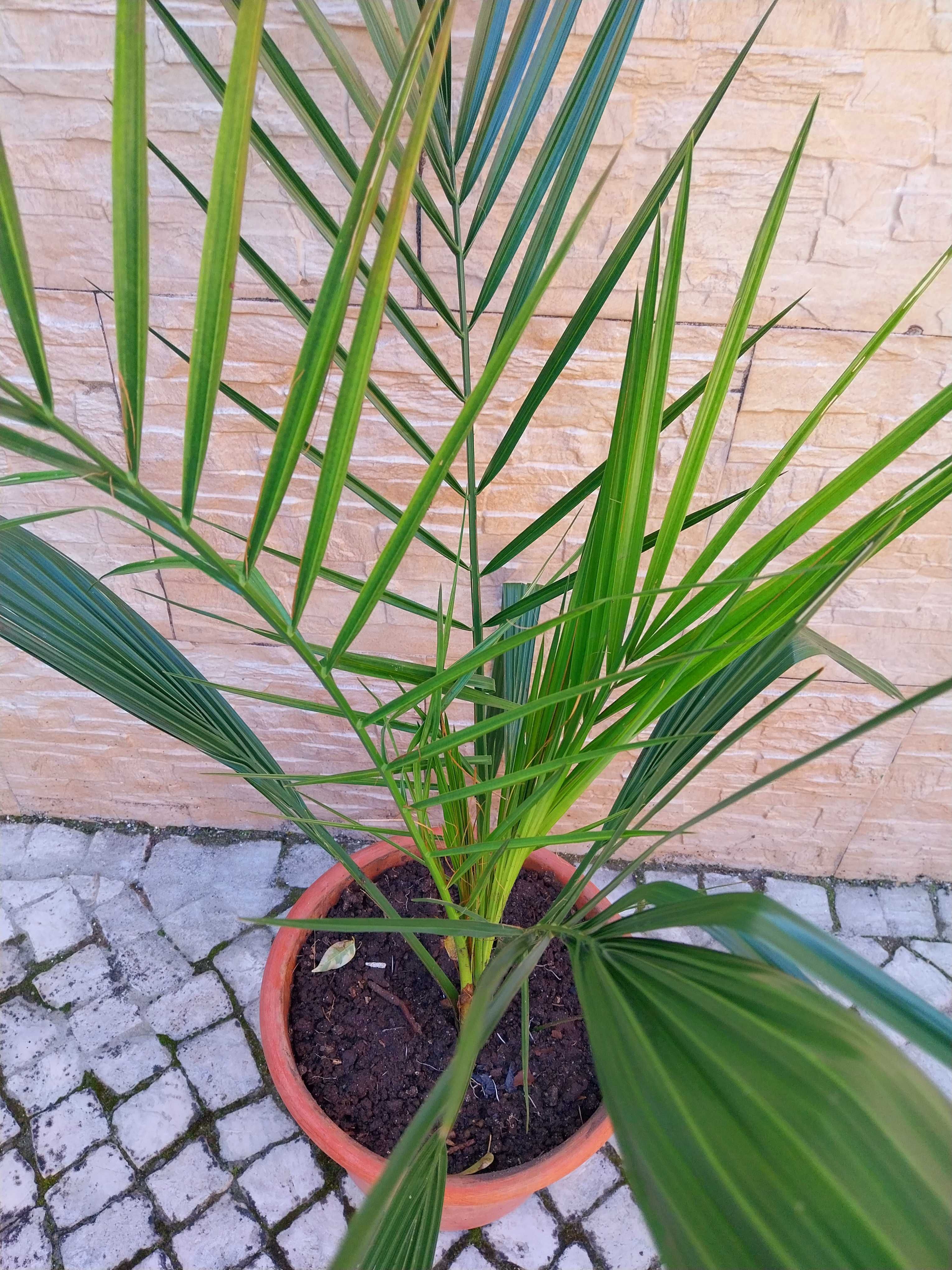 Palmeira de Jardim