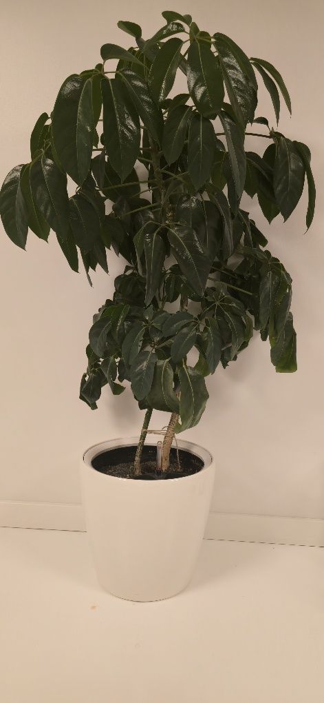 Roślina doniczkowa Schefflera