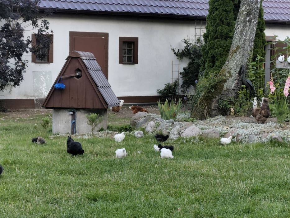 Koguty silki. Półroczne. Silka