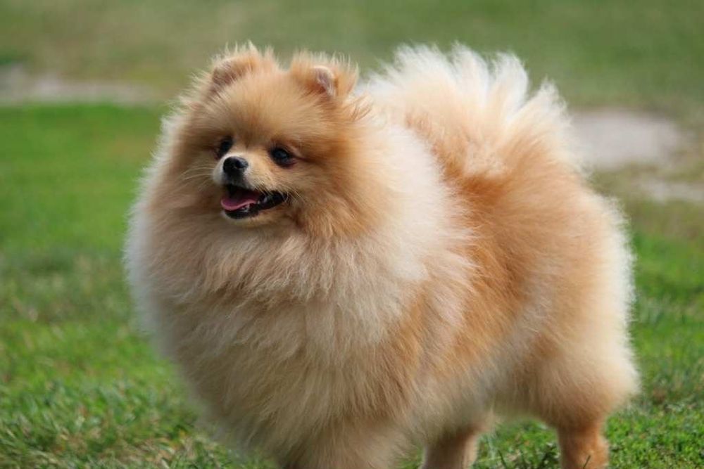 Szpic miniaturowy pomeranian