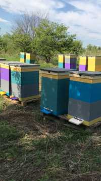 Продам від 1 до 30 Бджолопакетів на рамку. дадан.Карпатка Матки 2023 р