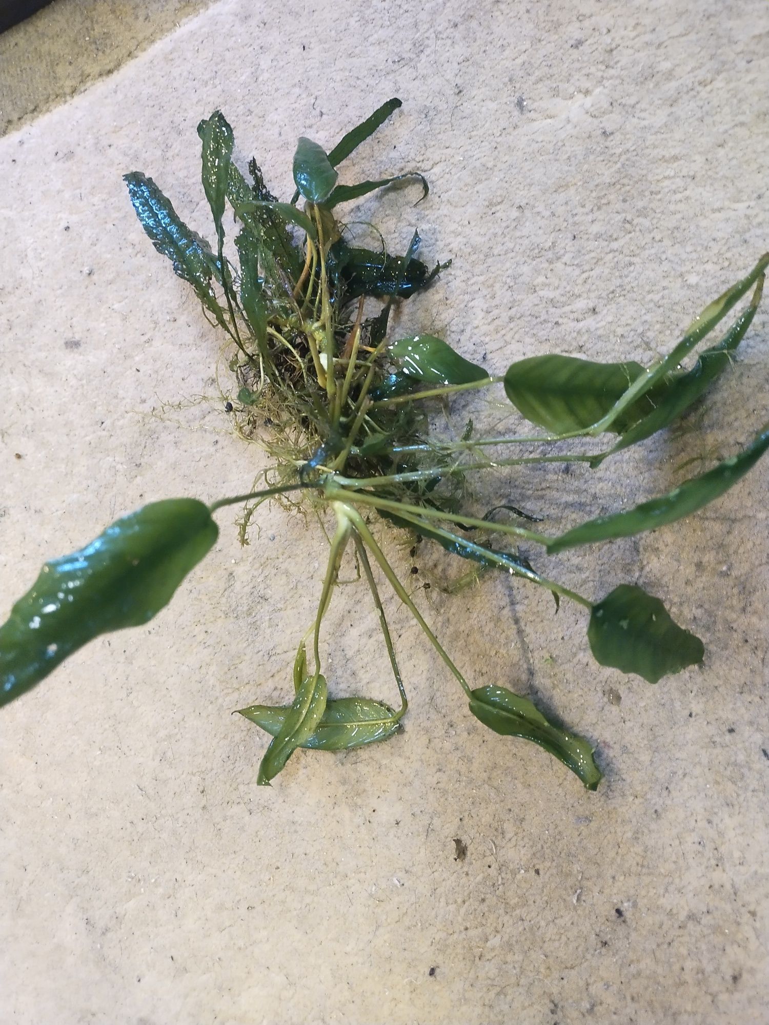 Anubias roślinka na korzeniu