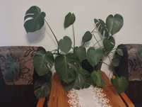 Monstera Deliciosa kwiat