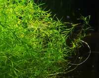 Najas guadelupensis – Jezierza mała, guppy grass 1 litr