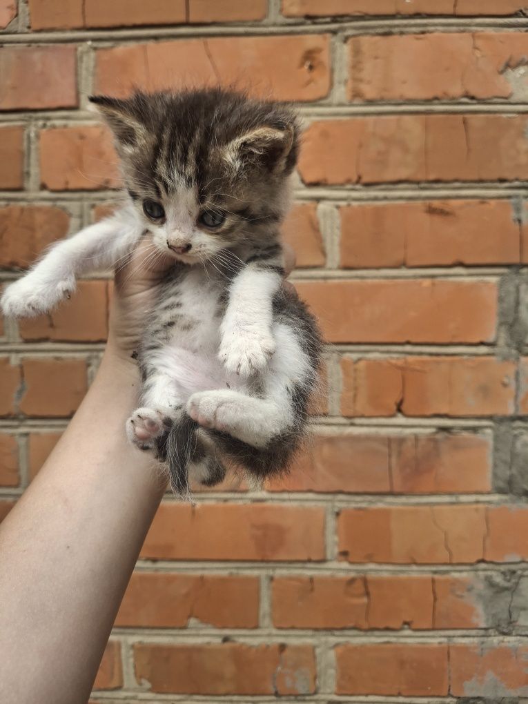 Кошенята шукають дім