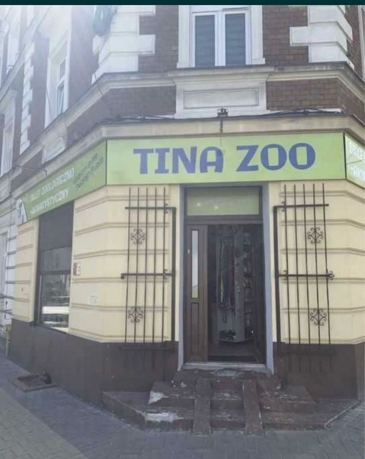 Prętnik Niebieski - TINA ZOO Gliwice Witkiewicza