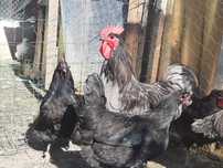 Ovos galados Jersey gigante negros e azul