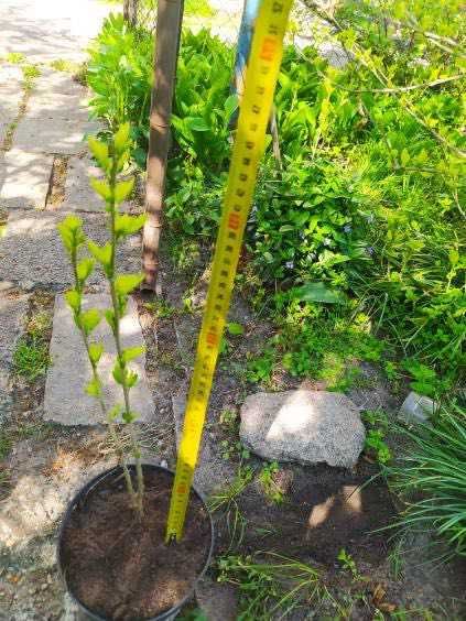 Sadzonki hibiskusa wysokość oko 40 cm